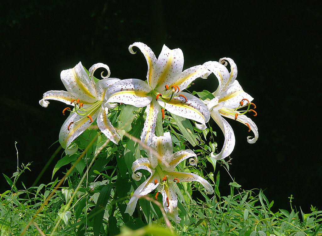 鬼百合の花