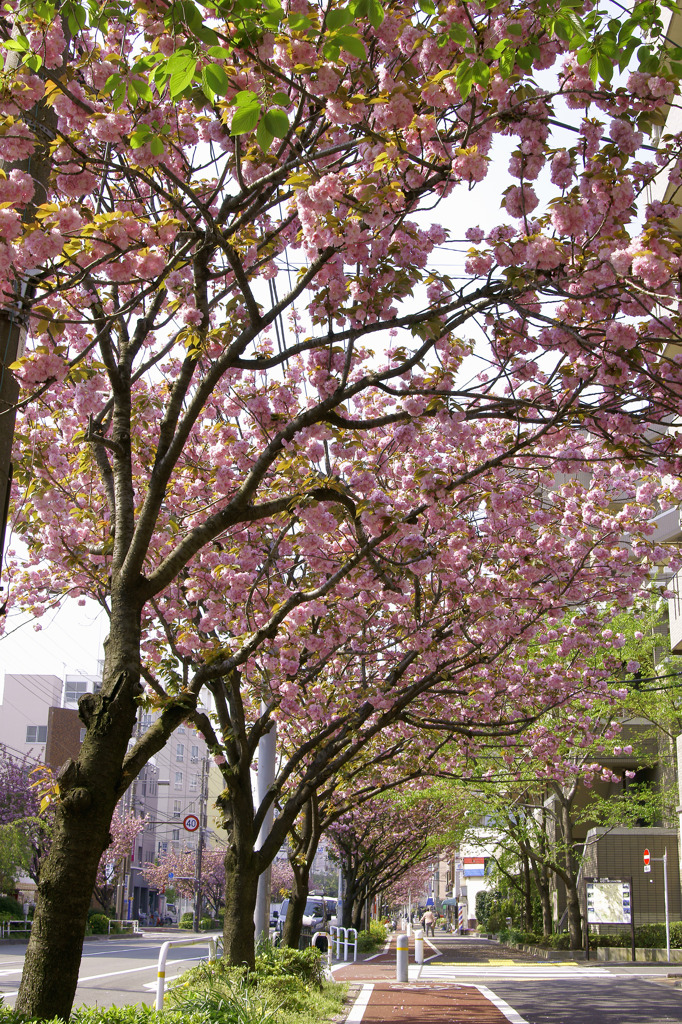 桜新道