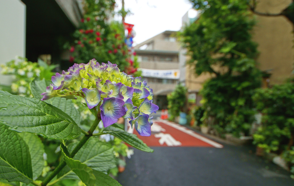 旧東海道の紫陽花