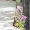 路傍の花