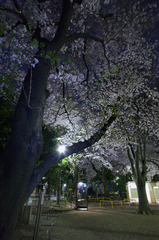 夜桜と公衆電話ボックス