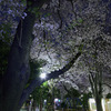 夜桜と公衆電話ボックス