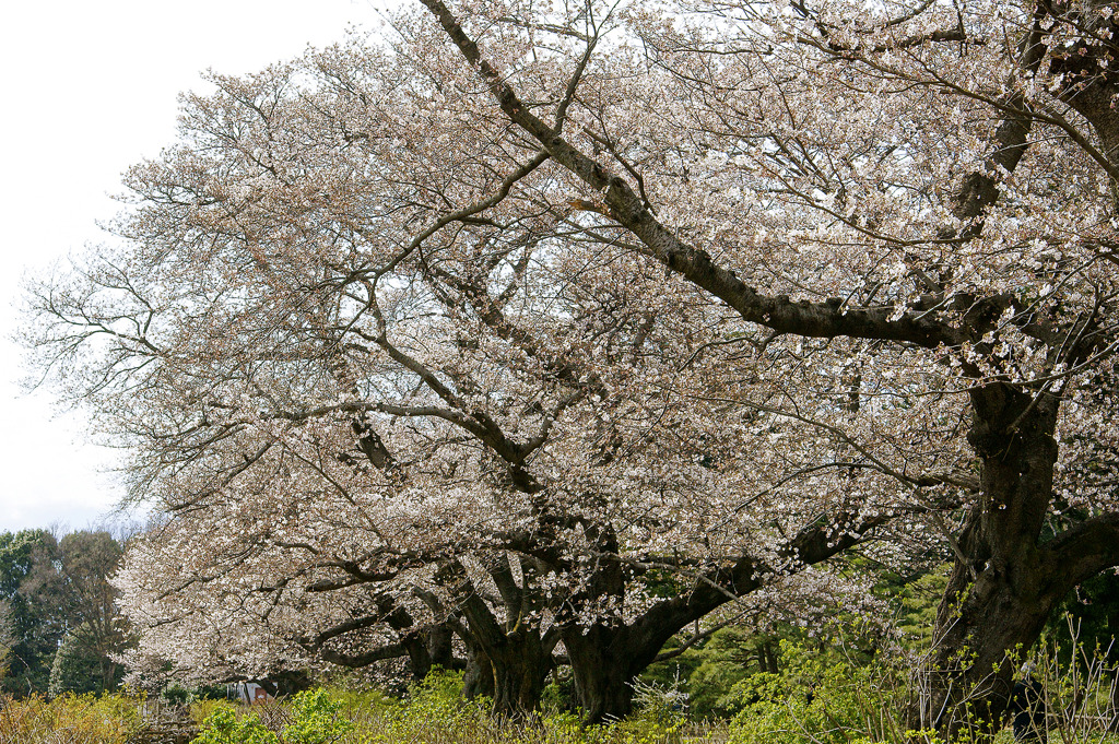 神代植物公園の桜並木