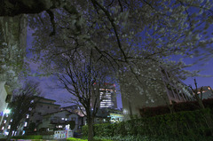 夜桜と練馬区庁舎