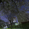 夜桜と練馬区庁舎