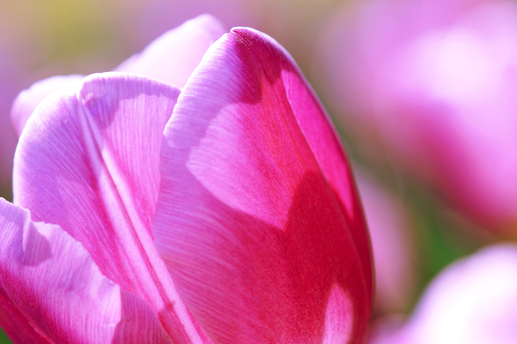 花弁を透過する光