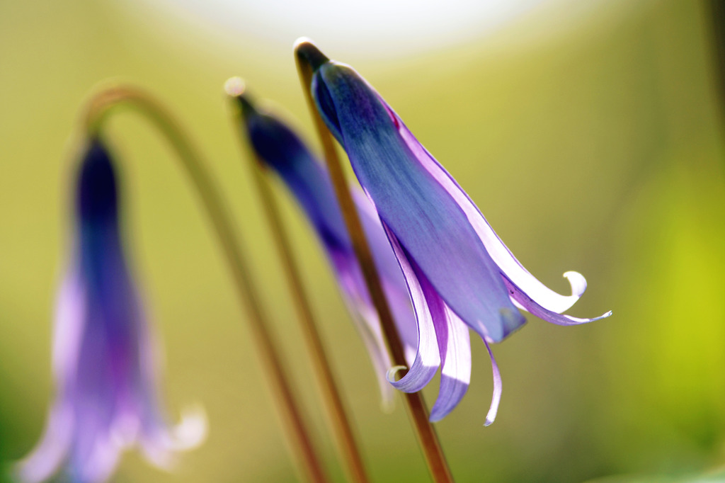 カタクリの花②