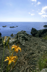 岬に咲く百合の花