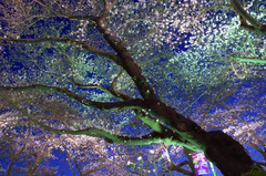 豊島園の夜桜