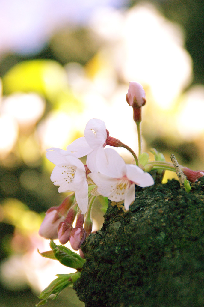 綻びはじめた桜