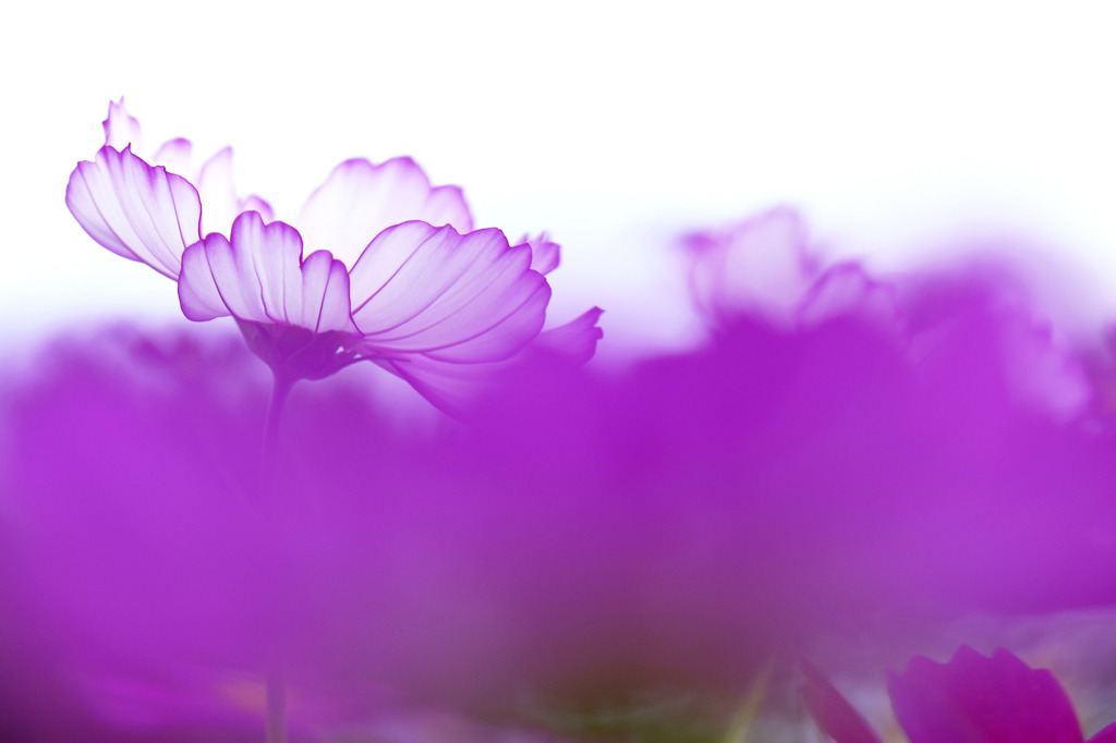 花に霞む秋桜