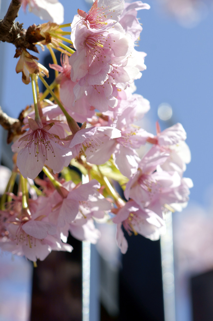 柵越えの桃の花