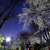 夜桜と月と鉄棒
