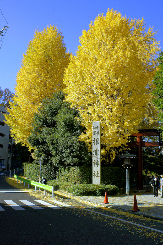 ２本の大銀杏