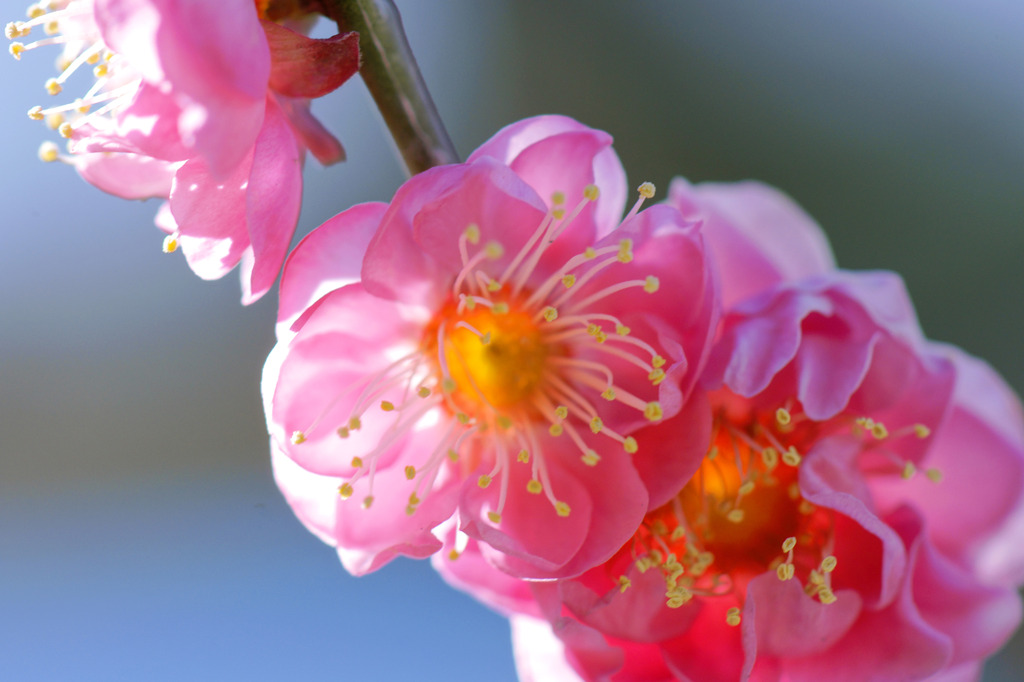 紅梅