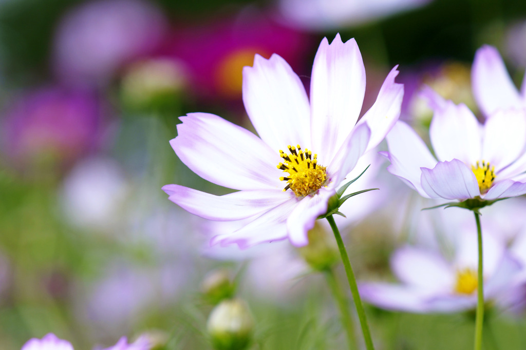 パレットの中の秋桜