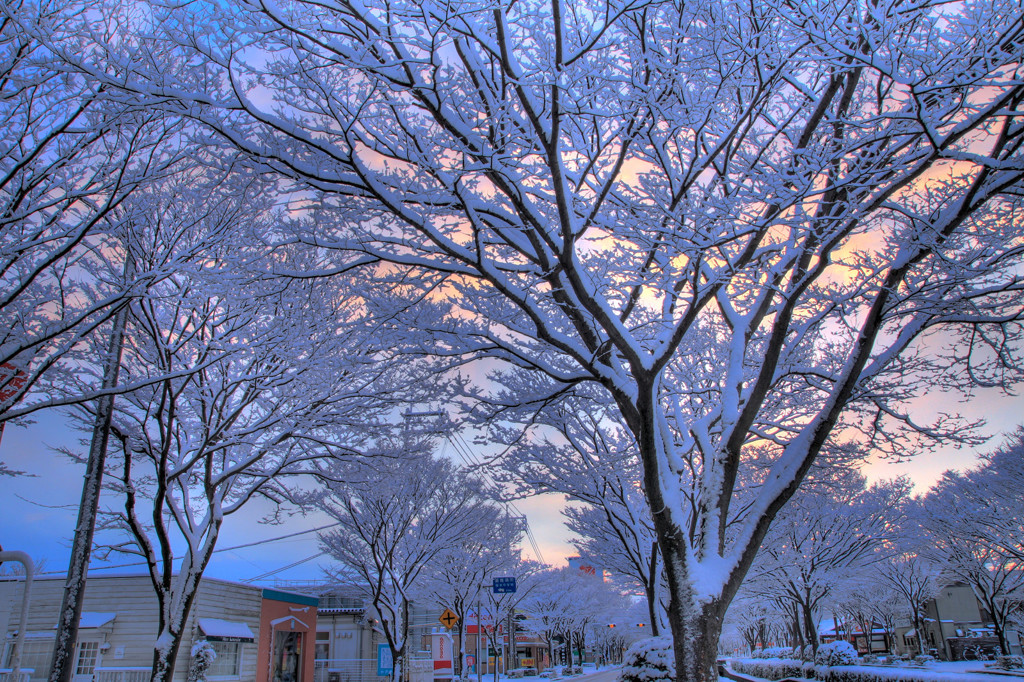 雪の朝