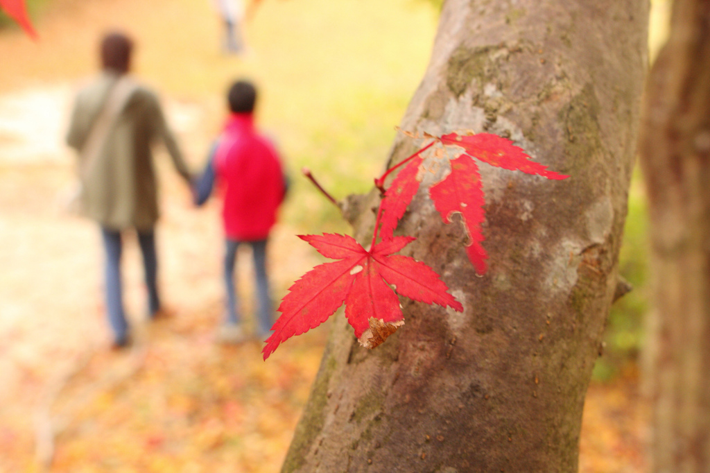 紅葉と親子