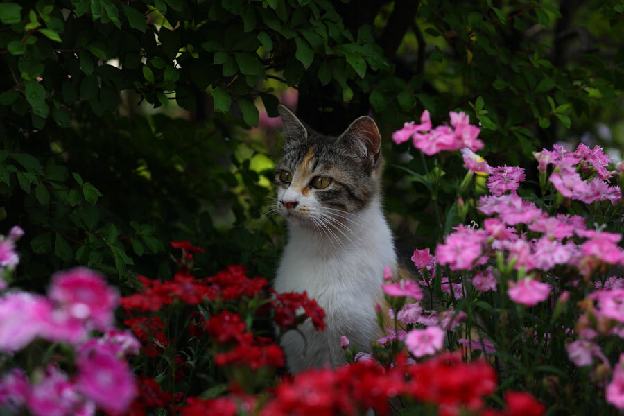 花と猫