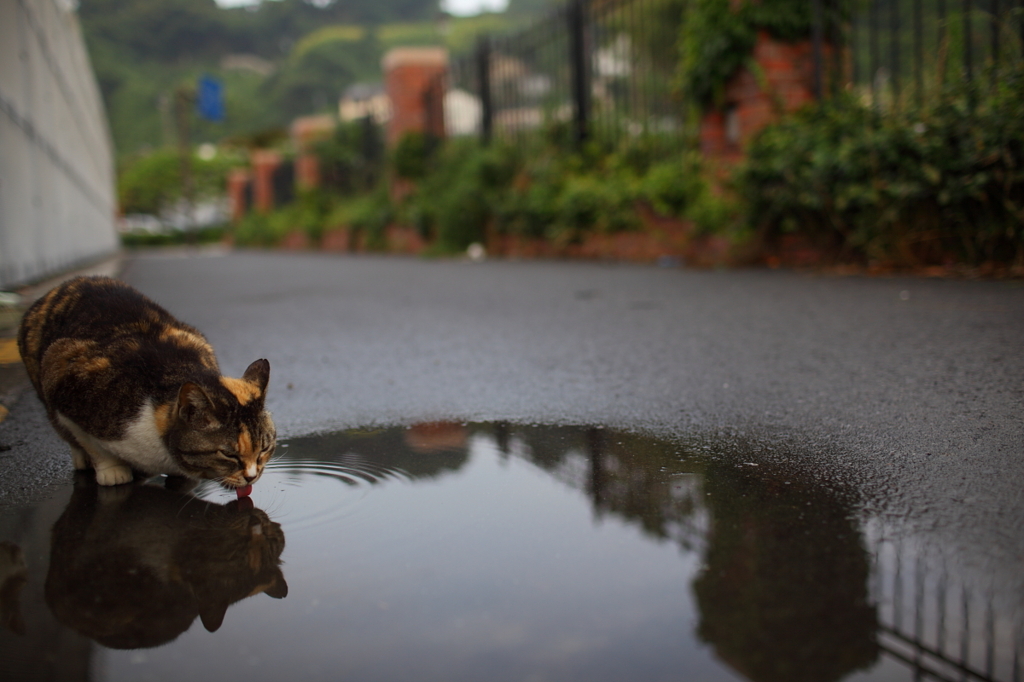 雨上がり