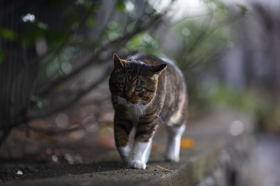 風格