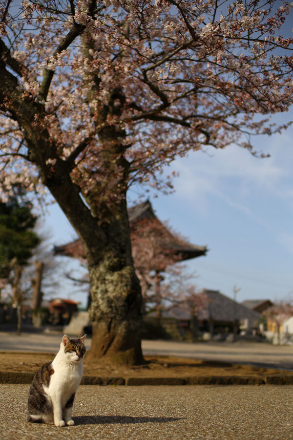 桜の樹の下で