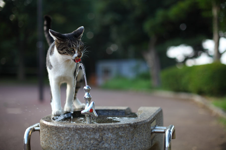 水分補給