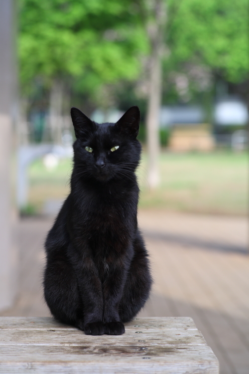 黒猫の肖像