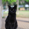 黒猫