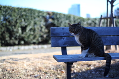 蒼いフォトグラフ