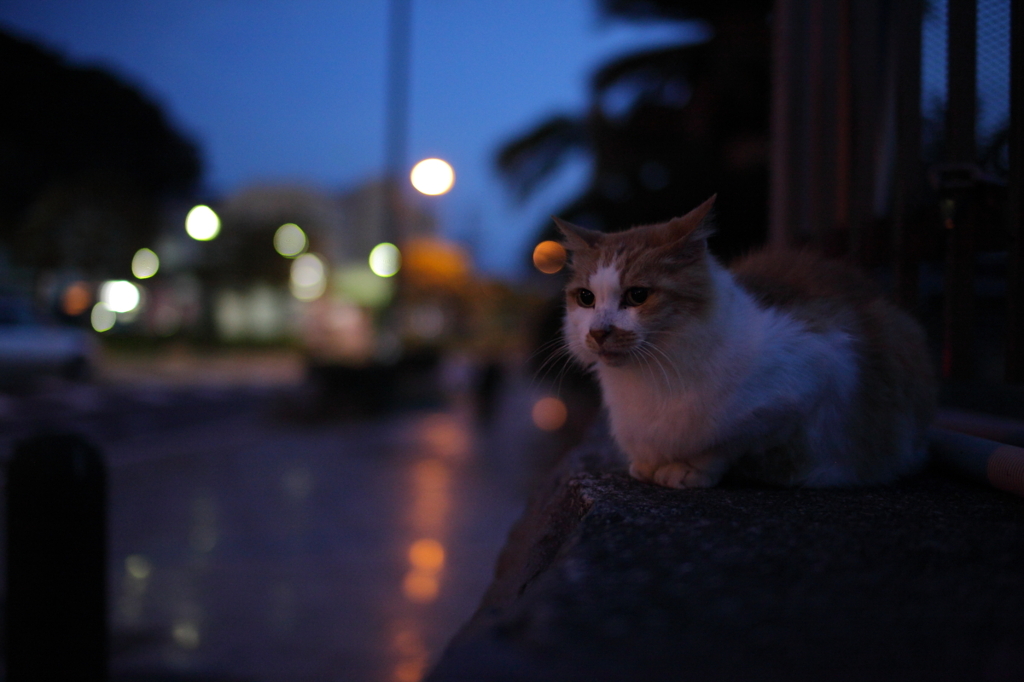 夜明け前