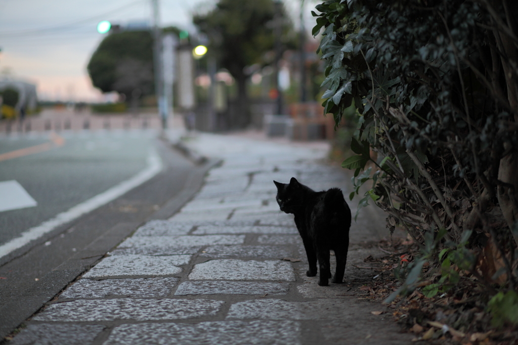 歩道の黒猫