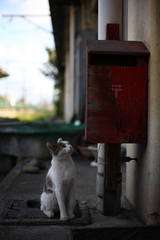 お手紙来ないかにゃ