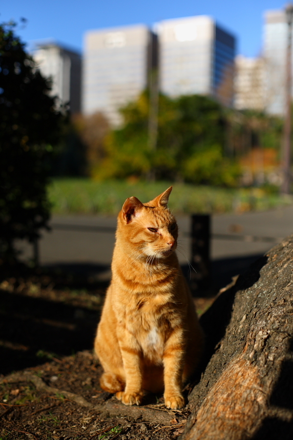 都会の猫