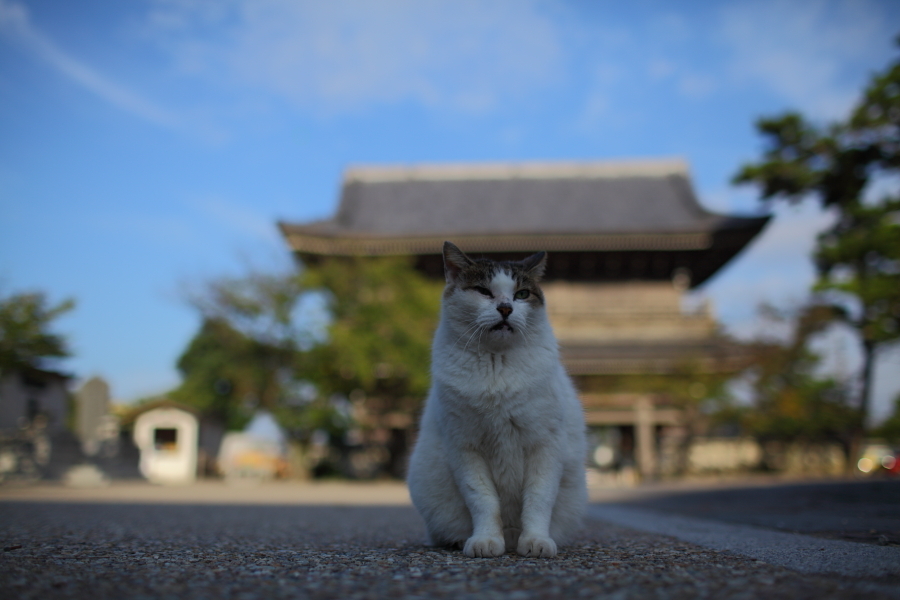 寺猫