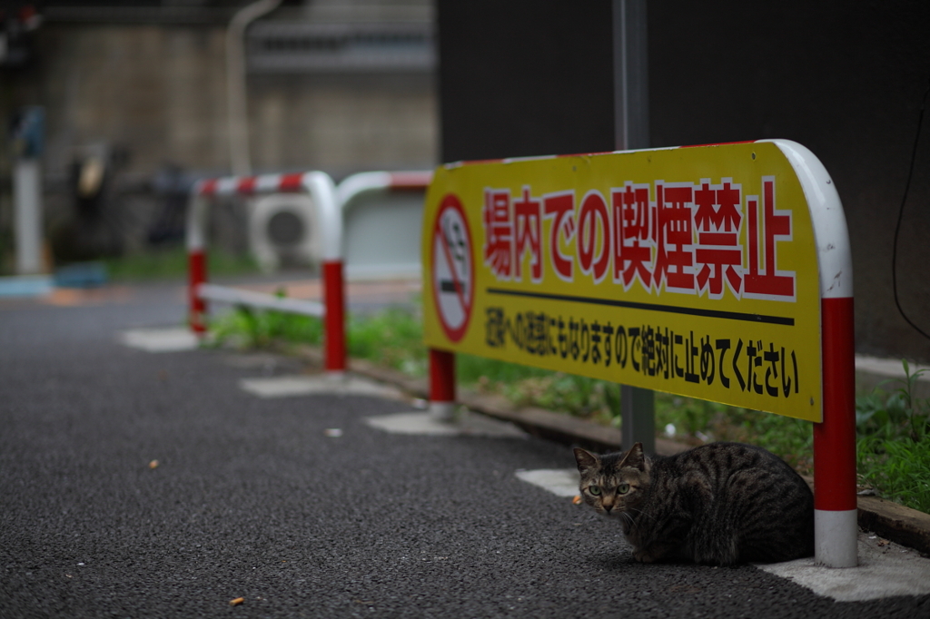 禁煙猫