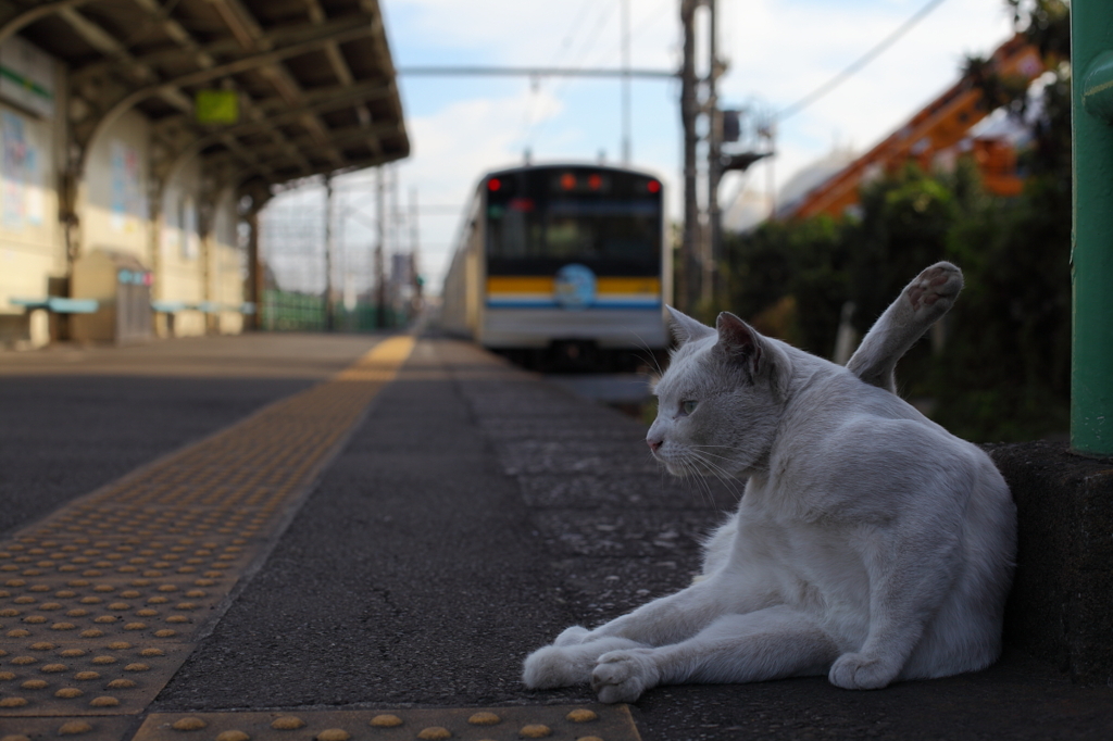 電車と白猫