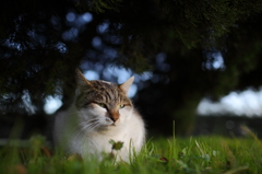 猫だるま