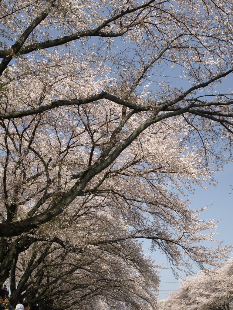 sakura