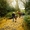 pathway of Autumn