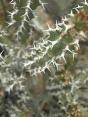 thorns of white