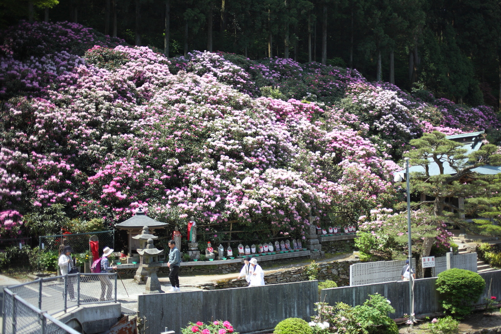 石楠花