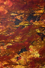 紅葉