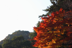 紅葉