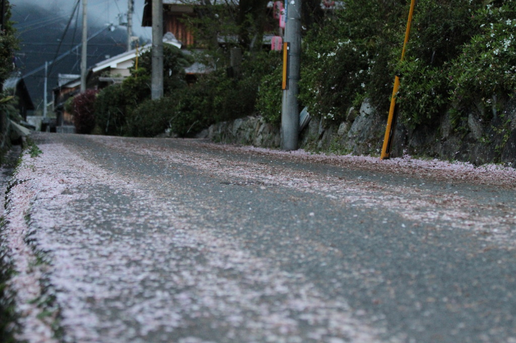 桜降る道