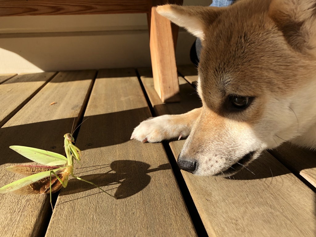 にらみあい