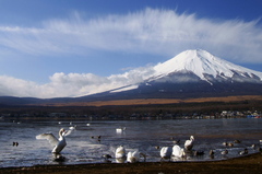 白鳥と富士