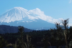 松と富士