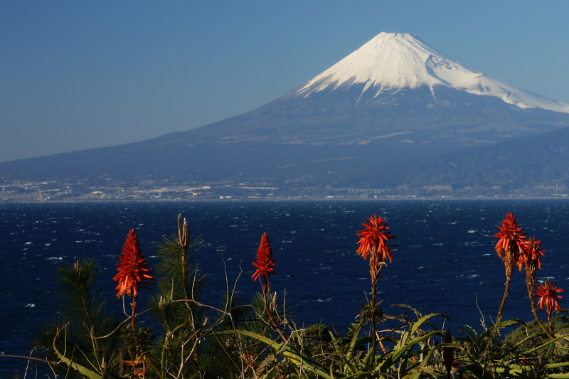 アロエの花と富士