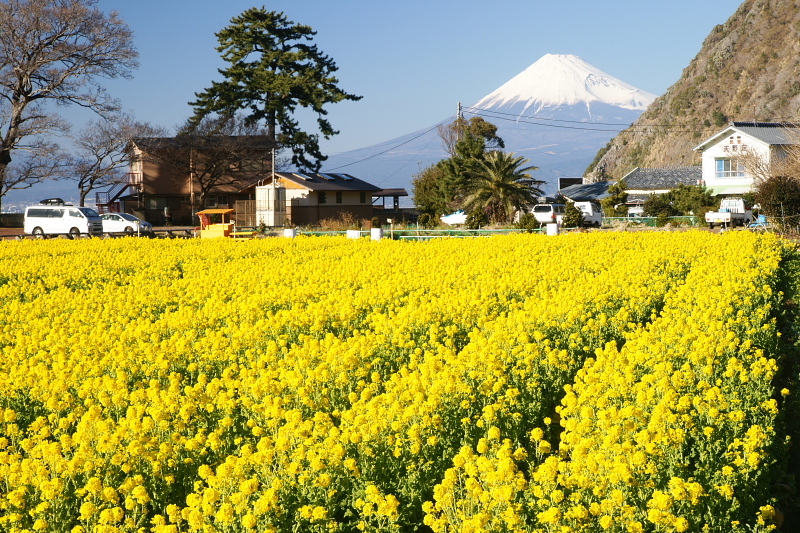 満開の菜の花